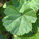 Malva parviflora, Flora, Israel, wild flowers