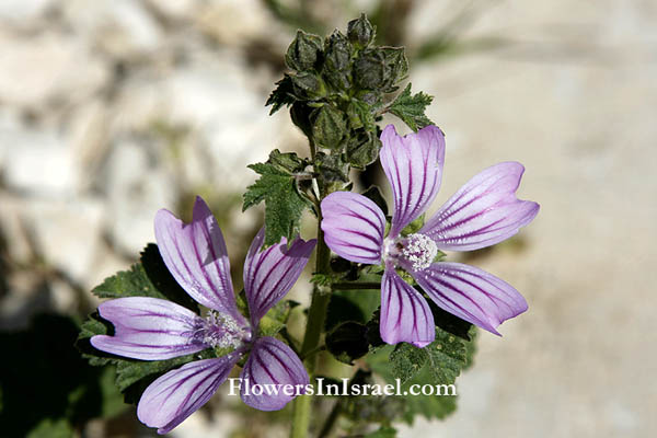 Malva sylvestris, Wood Mallow, חלמית גדולה  ,خبيزة