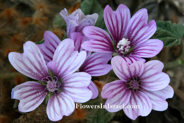 Flora, Israel, flowers, wildflowers