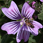 Malva sylvestris, Israel, Flowers, Native Plants