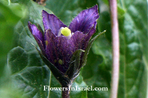 Israel, Wildflowers, Travel, Nature