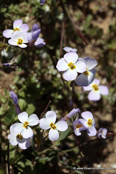 Israel, Travel, Nature, Flowers