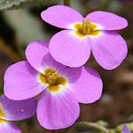 Maresia pulchella, Israel, Flowers, Native Plants