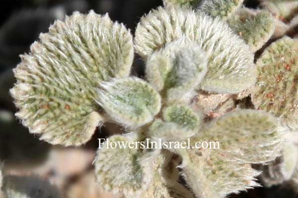 Marrubium libanoticum, Lebanon white-horehound, מרמר הלבנון, מרוביון הלבנון 