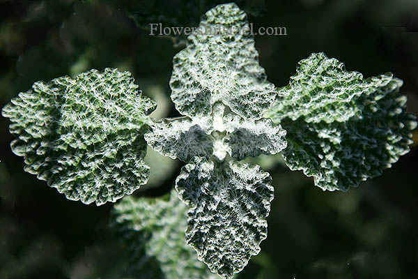 Marrubium vulgare, White Horehound, מרמר מצוי , سموه 