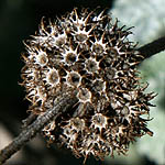 Marrubium vulgare, Israel, Flowers, Native Plants