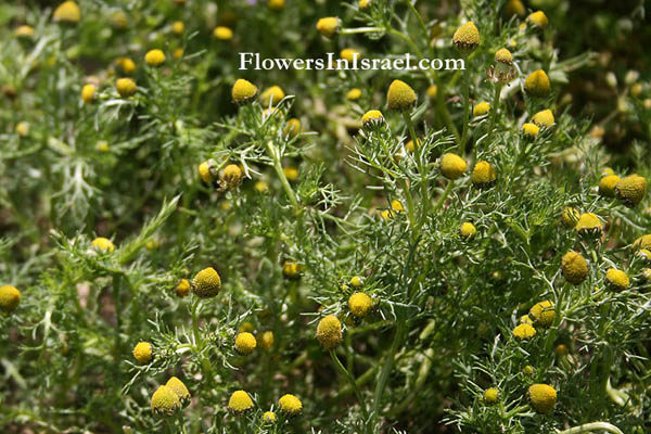 Israel, Flora, Plants, Flowers, Nature