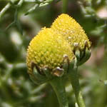 Matricaria aurea, Israel, Flowers, Native Plants