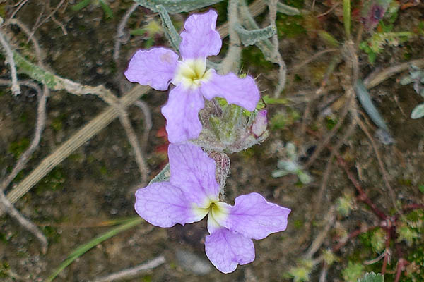 Matthiola livida, Matthiola longipetala subsp. livida, Livid Stock, מנתור המדבר