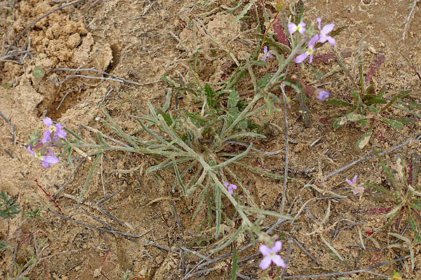Matthiola livida,  Matthiola longipetala subsp. livida, Livid Stock, מנתור המדבר