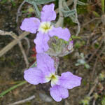 Matthiola livida, Livid Stock,מנתור המדבר, Pink Flora, Wildflowers