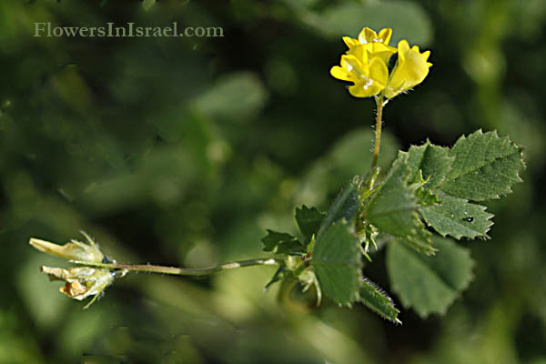 Flora, Plants, Flowers, Nature, Israel