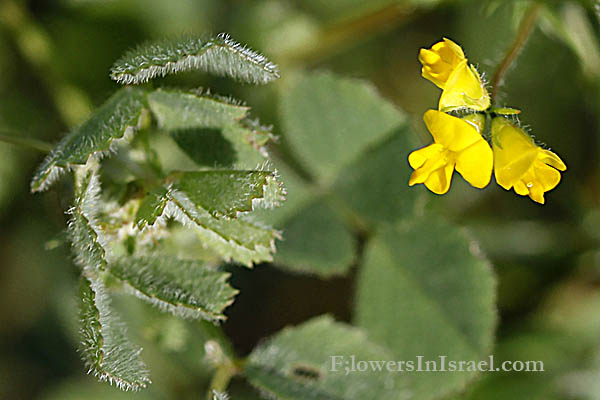 Medicago littoralis, Water medick, Coastal Medick, Strand Medick, אספסת החוף