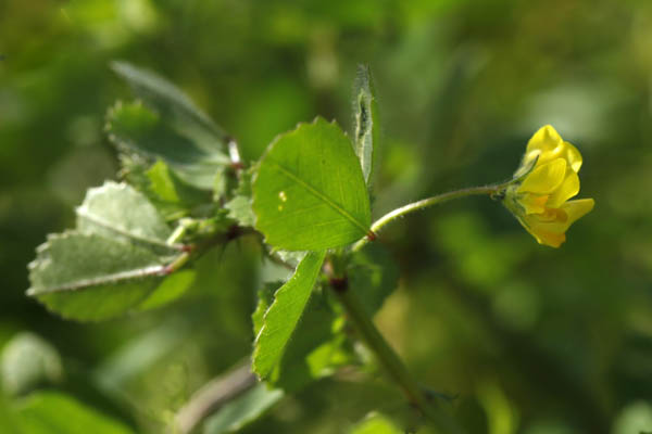 Medicago littoralis, Water medick, Coastal Medick, Strand Medick, אספסת החוף