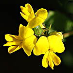 Medicago littoralis, Israel, Flowers, Native Plants