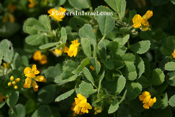 Medicago polymorpha, Medicago hispida,  California burclover, Bur Clover, Burr medic, Toothed bur clover, Toothed medick,الفصة متعددة الأشكال,אספסת