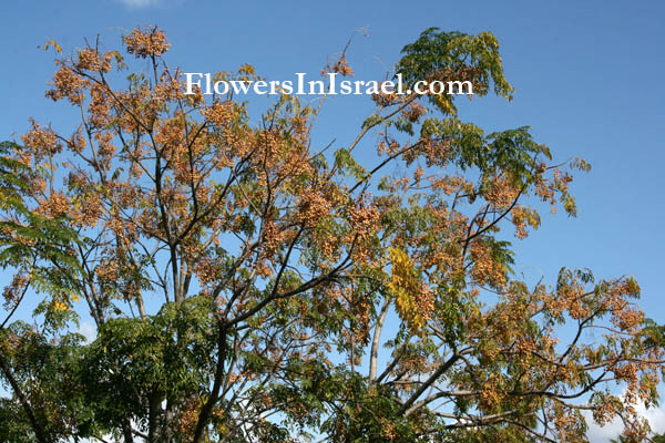 Melia azedarach,Persian Lilac, White Cedar, Chinaberry, Bead Tree,أزادرخت ,Azadarkhat, אזדרכת מצויה, أزادرخت 