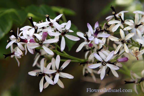 Melia azedarach,Persian Lilac, White Cedar, Chinaberry, Bead Tree,أزادرخت ,Azadarkhat, אזדרכת מצויה, أزادرخت 