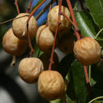 Melissa officinalis, Israel, Flowers, Native Plants