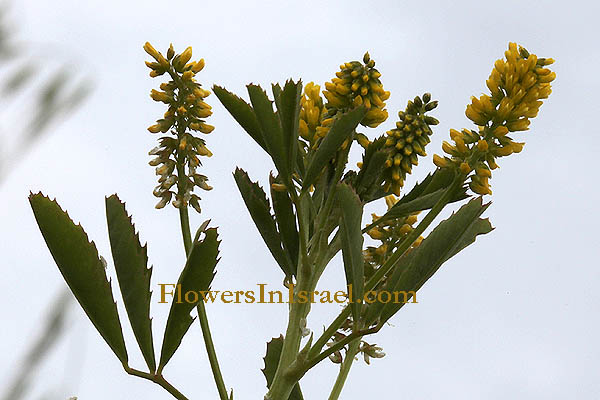 Melilotus sulcatus, Melilotus compactus, Mediterranean sweetclover, Grooved Melilot, דבשה חרוצה, דבשה מחורצת