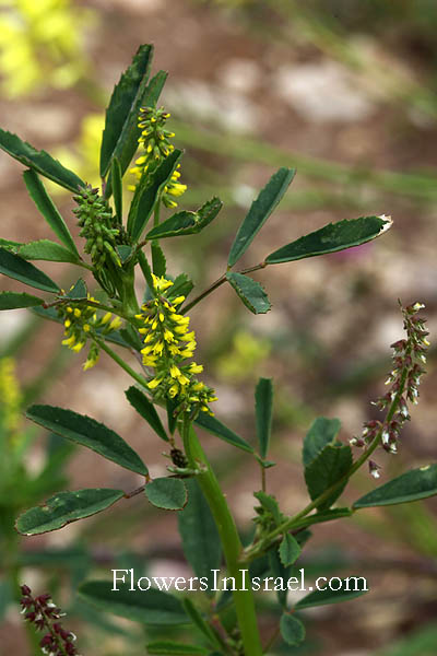 Melilotus sulcatus,Melilotus compactus, Mediterranean sweetclover, Grooved Melilot, דבשה חרוצה, דבשה מחורצת