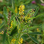 Melilotus sulcatus, Israel, Flowers, Native Plants