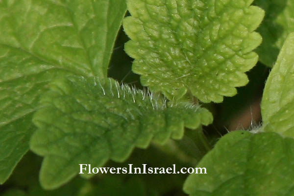 Melissa officinalis,Lemon Balm, Sweet Balm, Balm leaf, מליסה רפואית, ريحان الليمون