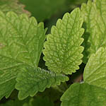 Melissa officinalis, Lemon Balm, Sweet Balm, Balm leaf, Hebrew: מליסה רפואית, Arabic: ريحان الليمون