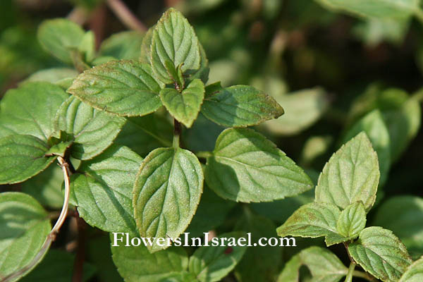 Mentha longifolia, Biblical mint, Horse mint, Wild mint, Silver mint, נענע משובלת ,نعنع بري