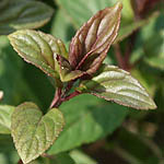 Mentha longifolia, Mentha sylvestris, Biblical mint, Horse mint, Wild mint, Silver mint, Hebrew: נענע משובלת, Arabic: نعنع بري