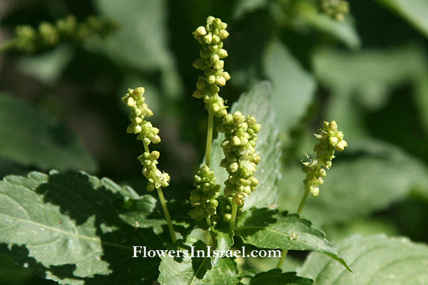 Mercurialis annua, Annual Mercury,الحَلبُوب الحولي ,מרקולית מצויה,Mercurial