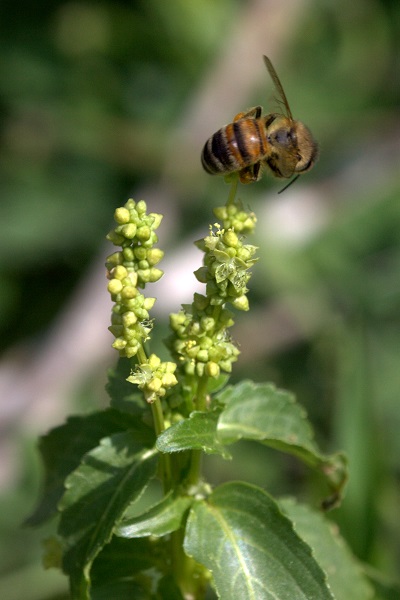 Mercurialis annua, Annual Mercury,الحَلبُوب الحولي ,מרקולית מצויה,Mercurial