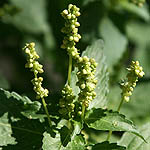 Mercurialis annua, Israel, green wildflowers