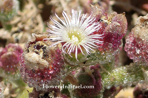  Mesembryanthemum crystallinum, Ice Plant, Diamond Ficoides, , مصنع الثلج المشتركאהל הגבישים