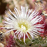 Mesembryanthemum crystallinum, Flora, Israel, wild flowers