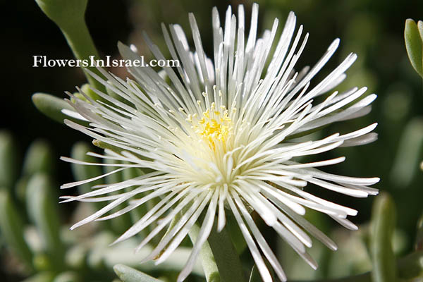 Flowers of Israel, send flowers