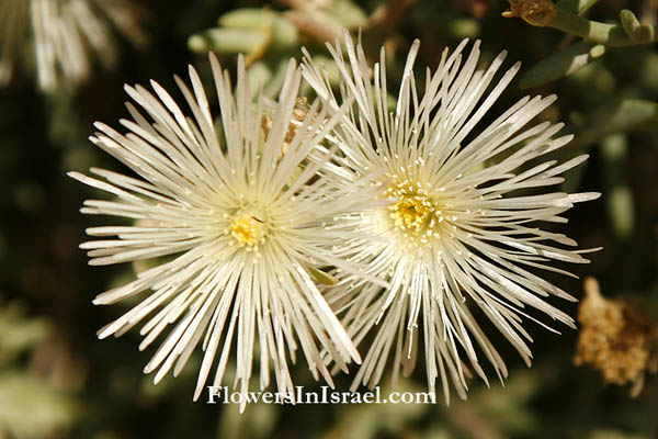 Mesembryanthemum nodiflorum, Egyptian Fig-marigold,Slender-Leaved Ice Plant, אהל מצוי,حر, سمح, غاسول