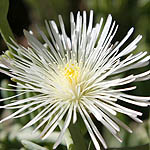 Mesembryanthemum nodiflorum, Israel, Flowers, Native Plants