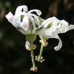 Michauxia campanuloides, Israel, Flowers, Native Plants