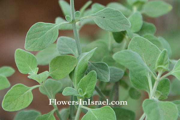 Flora of Israel, send flowers