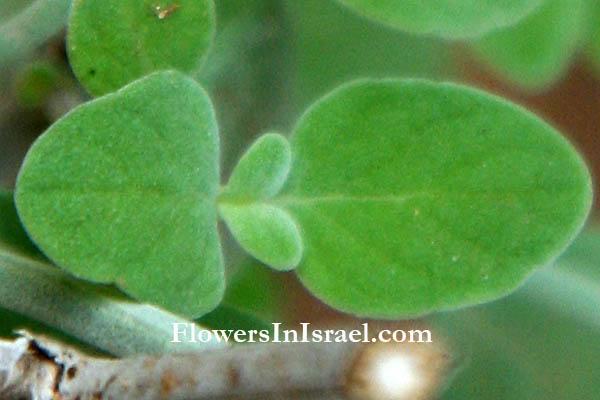 Micromeria fruticosa, Micromeria serpyllifolia, White micromeria, White savory, White-leaved savory, Tea Hyssop, זוטה לבנה, عشب الشاي