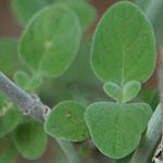 Micromeria fruticosa, Israel, Flowers, Native Plants