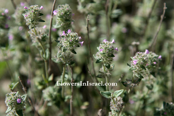 Moltkiopsis ciliata, Lithospermum callosum, Callous-leaved Gromwell, حلم – حماط , גלעינון החוף