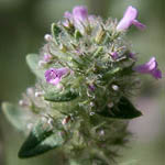 Moltkiopsis ciliata, Israel wildflowers, Dark Blue Flowers