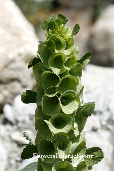 Flora of Israel, send flowers