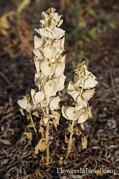 Moluccella laevis, Molucca balm, Shell flower, Bells of Ireland, בר-גביע חלק