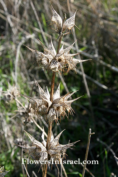 Flora of Israel, send flowers