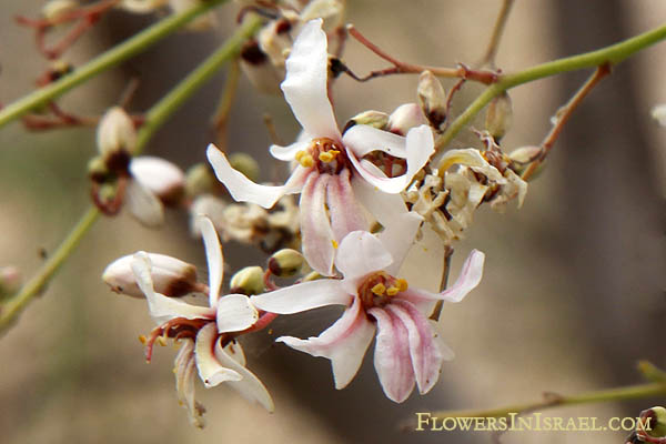 Moringa peregrina, Moringa aptera, Ben tree, wispy-needled yasar tree, wild drum-stick tree, מורינגה רותמית