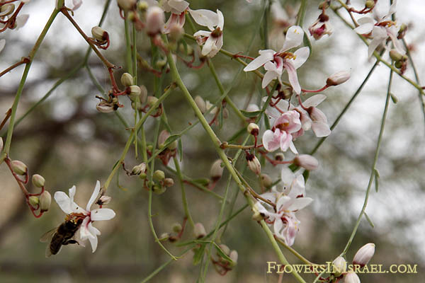 Moringa peregrina, Moringa aptera, Ben tree, wispy-needled yasar tree, wild drum-stick tree, מורינגה רותמית