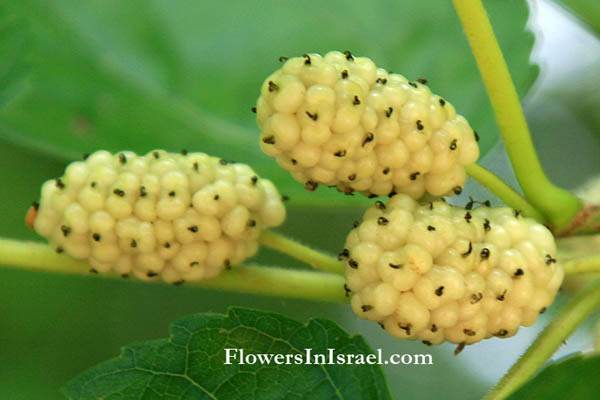 Flora of Israel, wildflowers and native plants